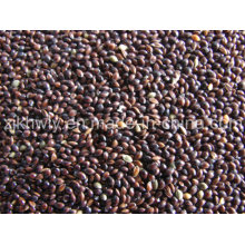 Black Broomcorn Millet